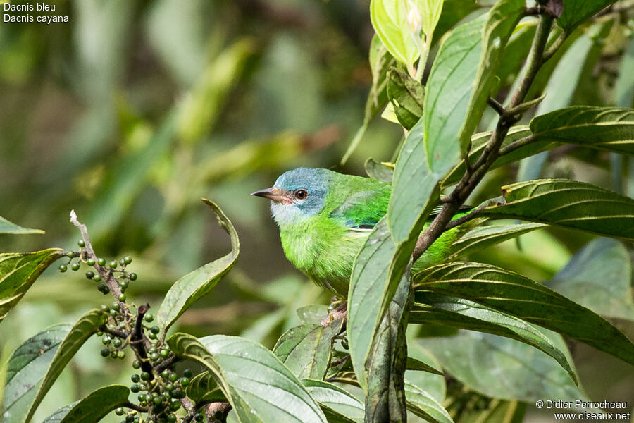 Dacnis bleu