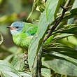 Dacnis bleu