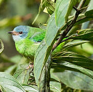 Blue Dacnis