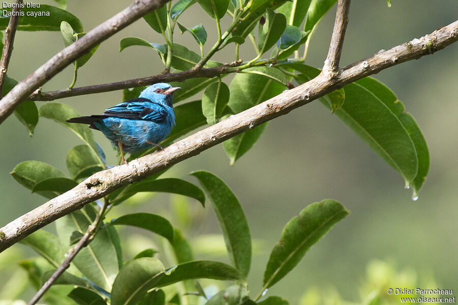 Dacnis bleu