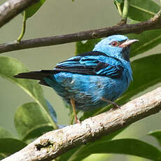 Dacnis bleu