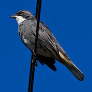 Common Diuca Finch