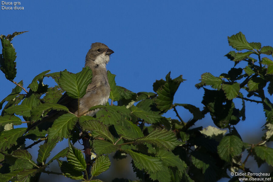 Common Diuca Finch