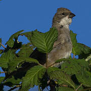 Common Diuca Finch