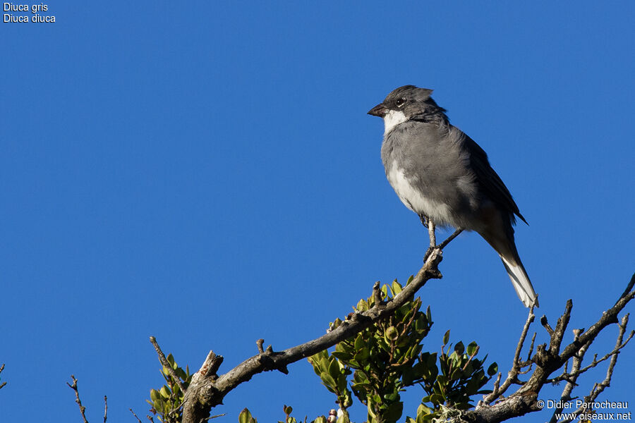 Common Diuca Finch