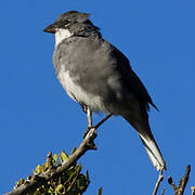 Common Diuca Finch