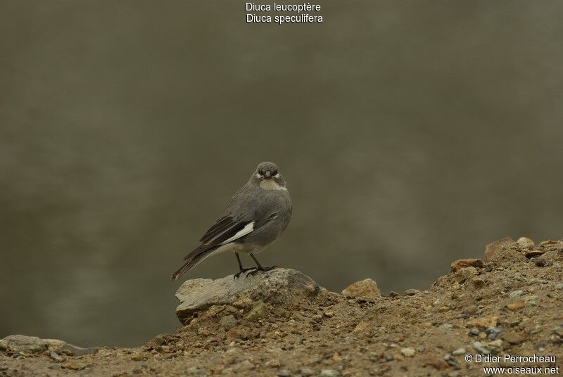 White-winged Diuca Finchadult