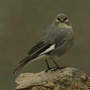 White-winged Diuca Finch