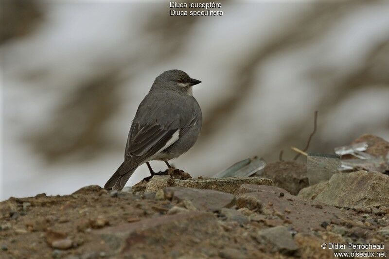 White-winged Diuca Finchadult