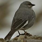 Glacier Finch