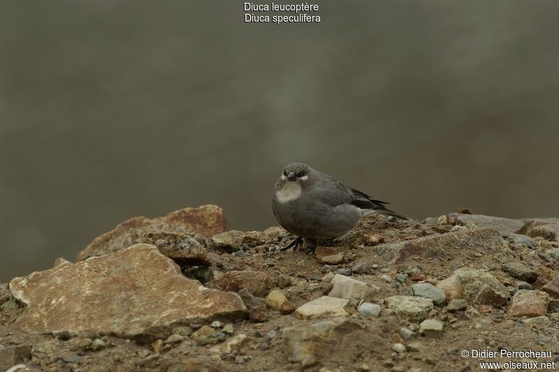 White-winged Diuca Finch