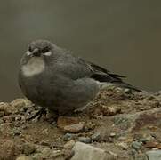 Diuca leucoptère