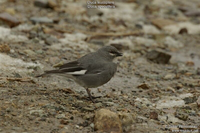 White-winged Diuca Finchadult