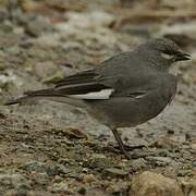 Glacier Finch