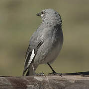 Glacier Finch