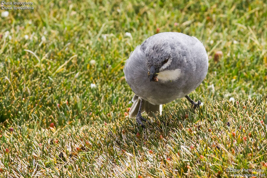 Glacier Finch