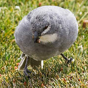 White-winged Diuca Finch