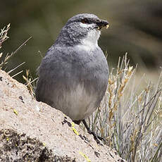 Diuca leucoptère