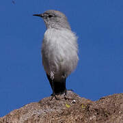 Rufous-naped Ground Tyrant