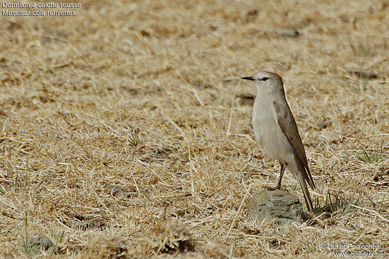 Rufous-naped Ground Tyrant