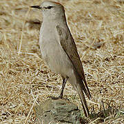 Rufous-naped Ground Tyrant