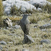 Rufous-naped Ground Tyrant