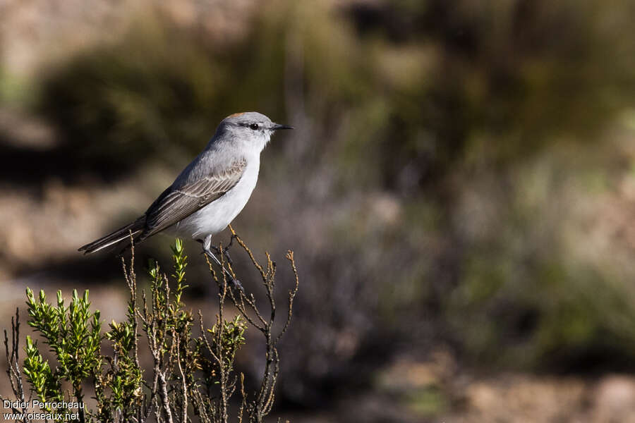 Dormilon à calotte rousseadulte, identification