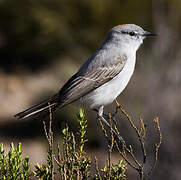 Rufous-naped Ground Tyrant