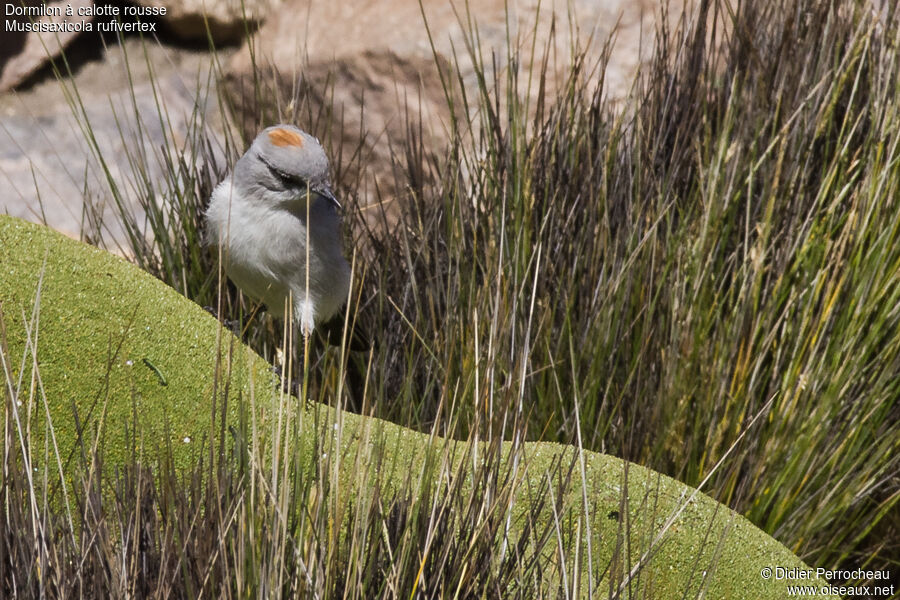 Rufous-naped Ground Tyrant