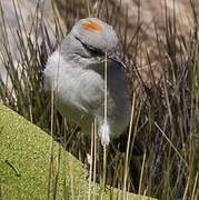 Rufous-naped Ground Tyrant