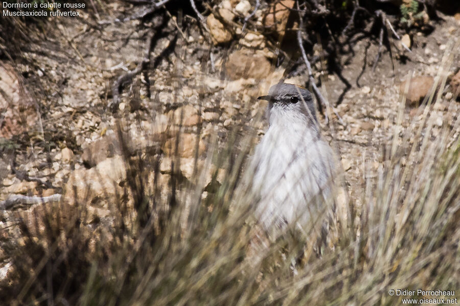 Rufous-naped Ground Tyrant