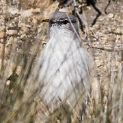 Rufous-naped Ground Tyrant