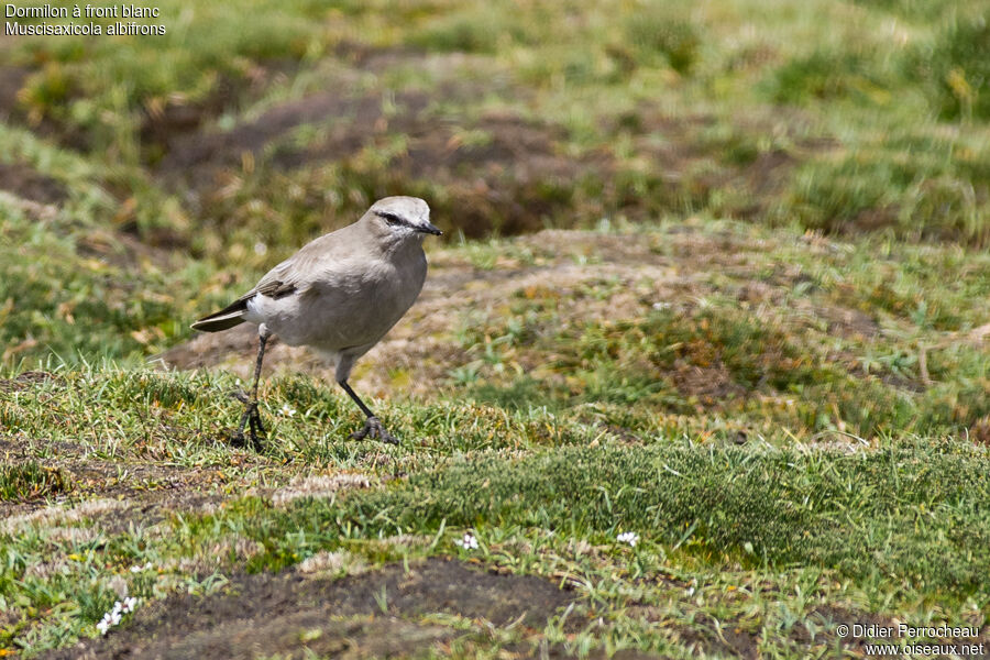 White-fronted Ground Tyrant