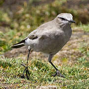 White-fronted Ground Tyrant