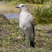 White-fronted Ground Tyrant