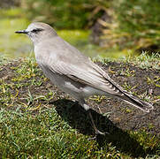 White-fronted Ground Tyrant