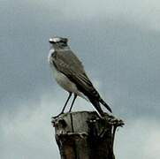 White-fronted Ground Tyrant