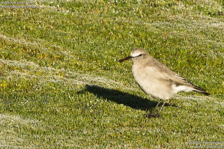 Dormilon à front blanc