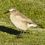 White-fronted Ground Tyrant