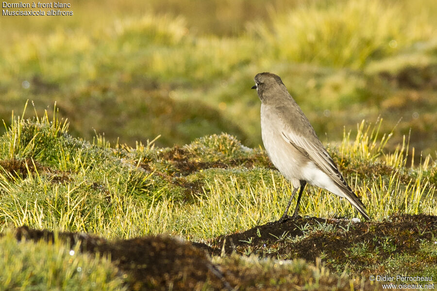 White-fronted Ground Tyrant