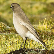 White-fronted Ground Tyrant