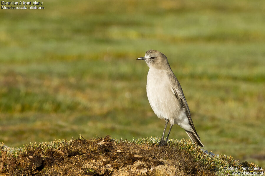 White-fronted Ground Tyrant