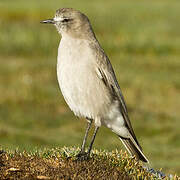 White-fronted Ground Tyrant