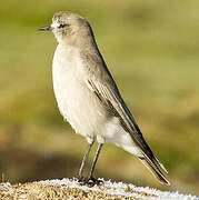 White-fronted Ground Tyrant