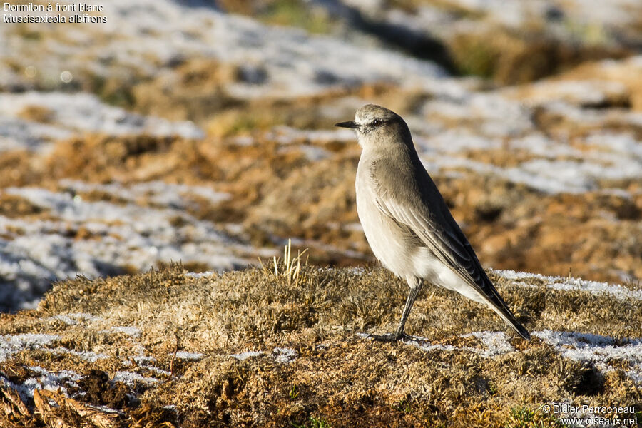 White-fronted Ground Tyrant