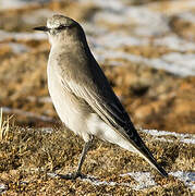 White-fronted Ground Tyrant