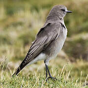 White-fronted Ground Tyrant