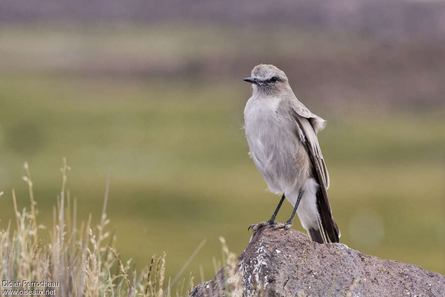 White-fronted Ground Tyrantadult