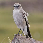 White-fronted Ground Tyrant