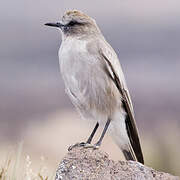 White-fronted Ground Tyrant